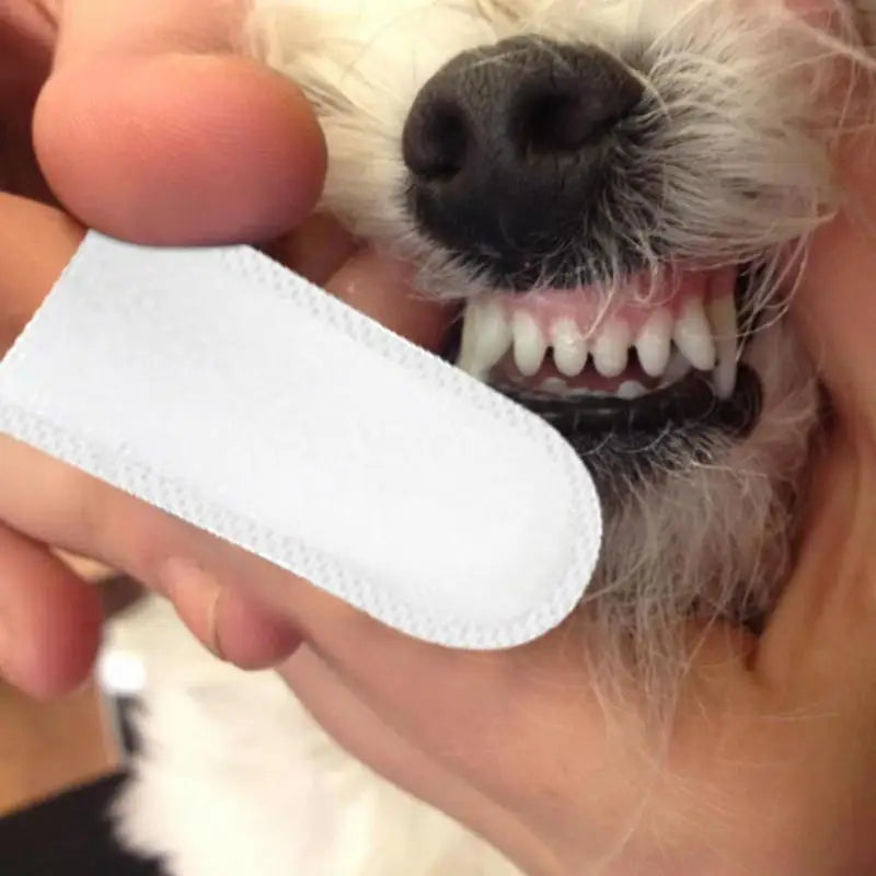 Presoaked Dog Toothbrushes