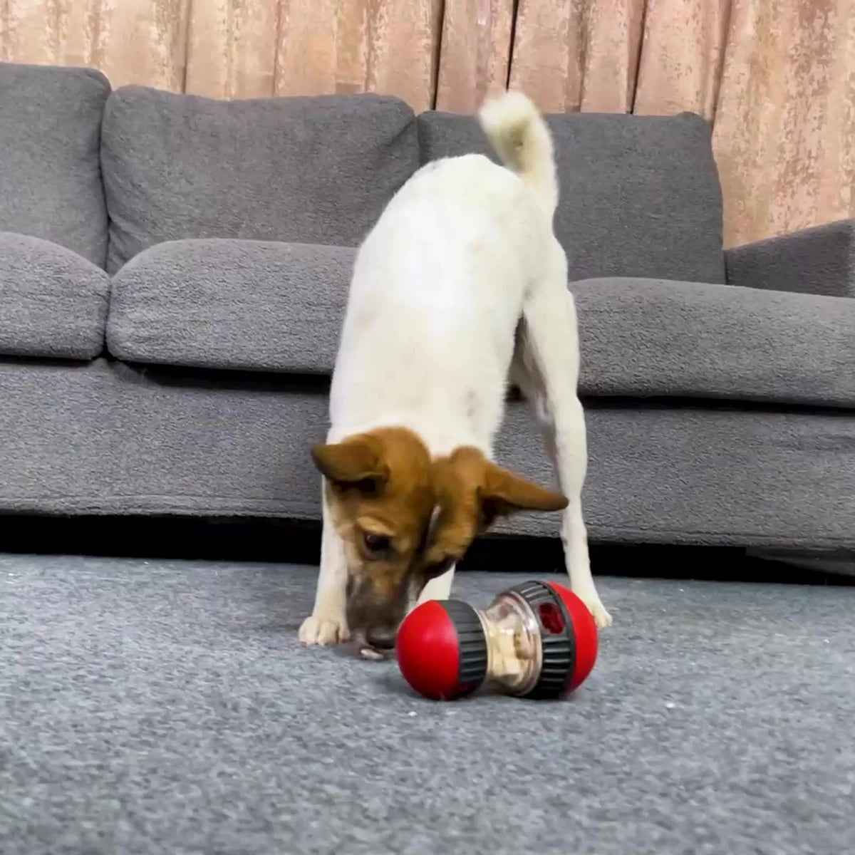 Interactive Puppy Toys